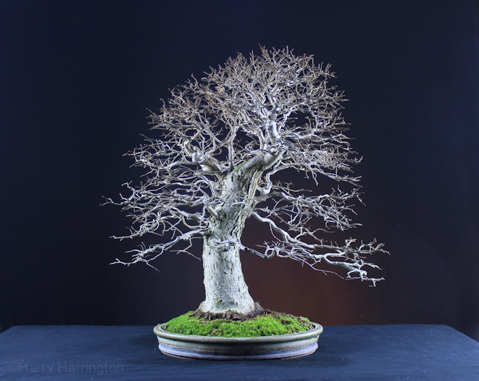 elm bonsai